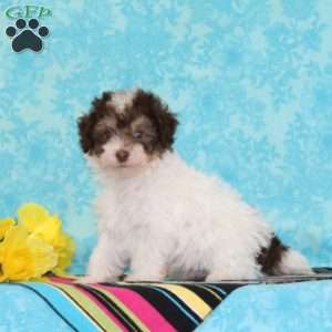 Parrot, Toy Poodle Puppy